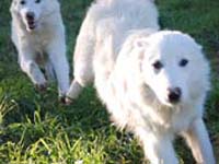 mastino abruzzese cucciolo